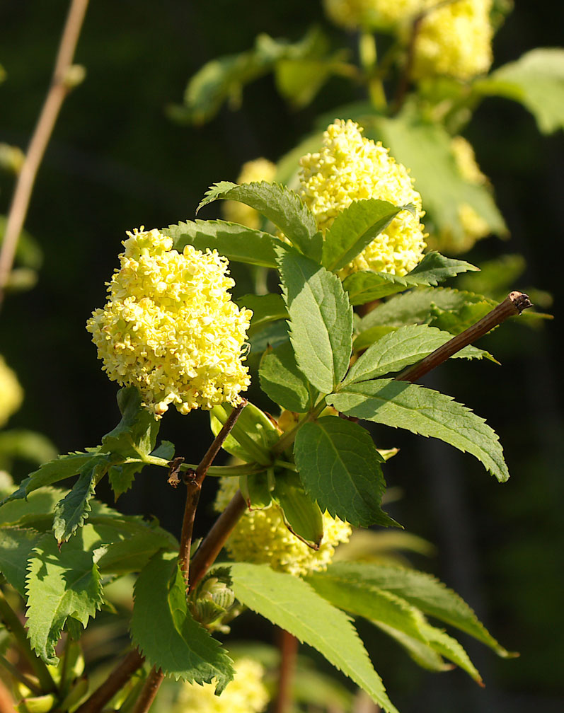 Sambucus racemosa / Sambuco rosso